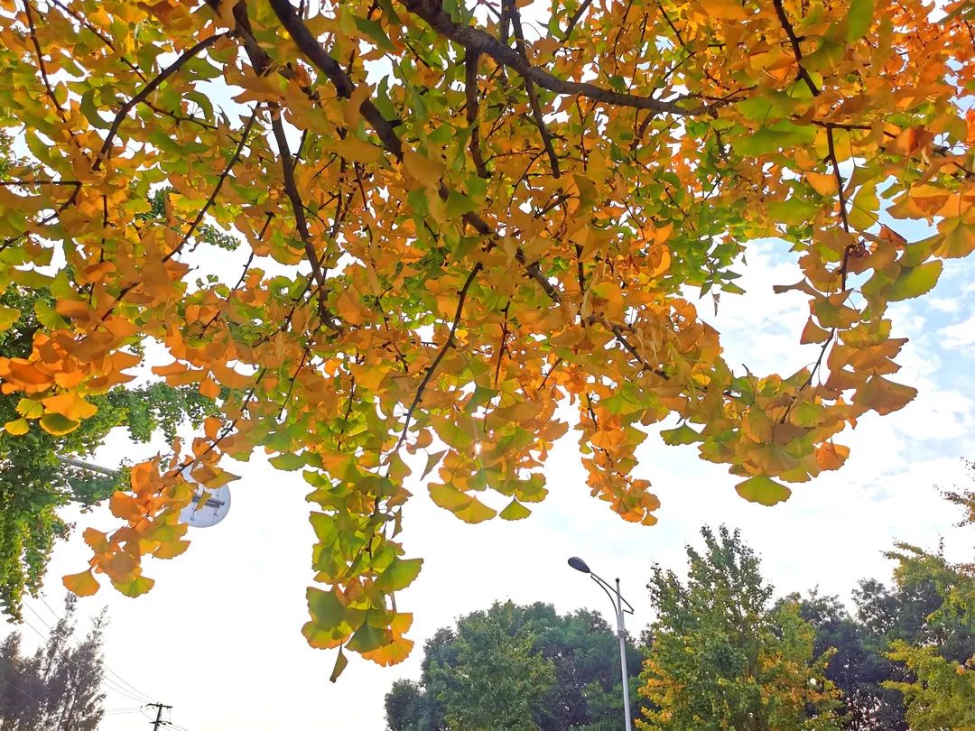 深秋回暖，安排！沪上各区的深秋美景，你准备好打卡了吗？