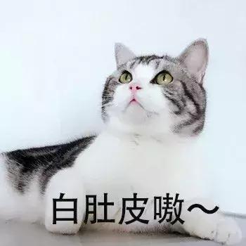 养英短还是俄蓝,养英短蓝猫还是美短好