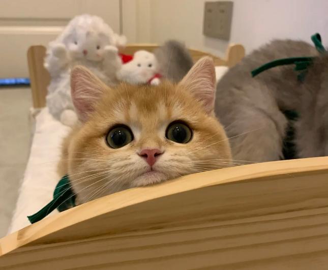 专治猫咪软便的猫粮,猫咪软便怎么办吃干粮还是湿粮