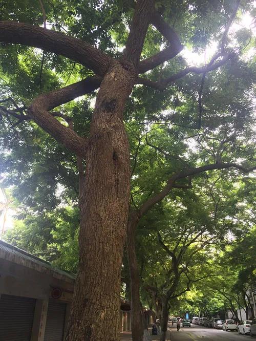 千年老料海南黄花梨,正宗海南黄花梨时来运转