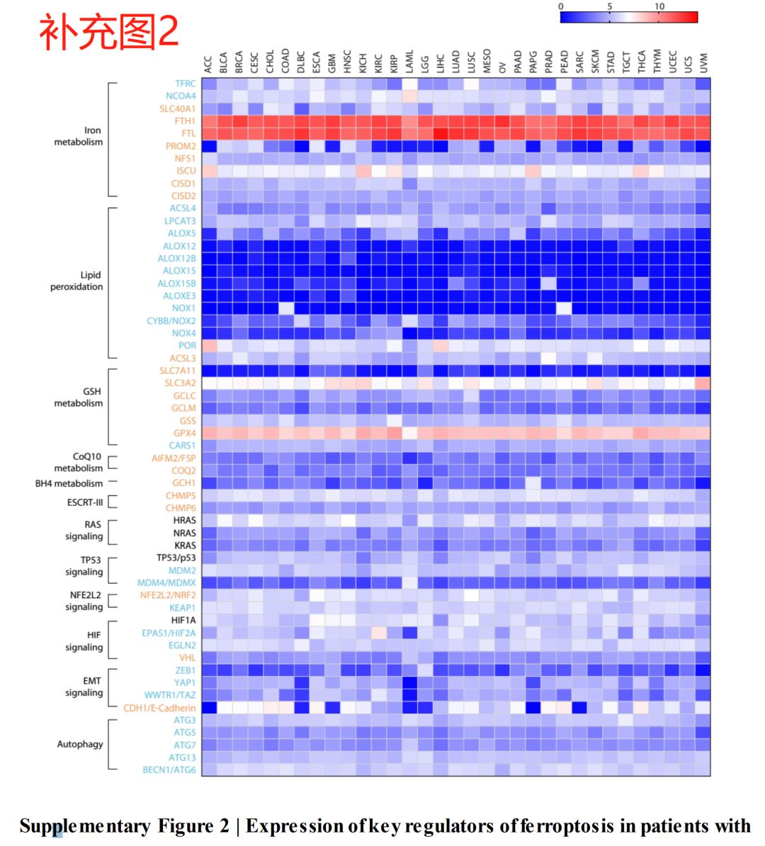 铁死亡研究结果,铁死亡机理