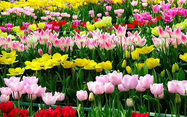 古代郁金香文化,中国郁金香的古代文化