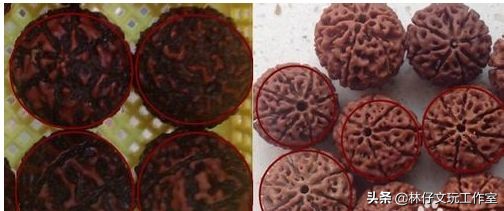 尼泊尔大金刚与落地红的简单区别,印尼大金刚就是落地红吗