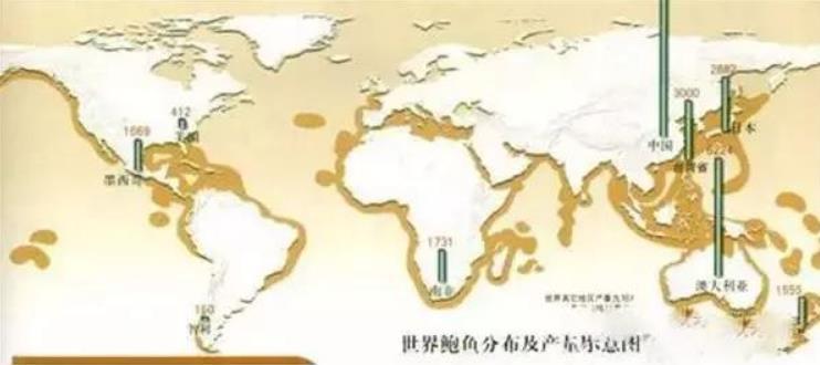 世界鲍鱼品种大全，你若知道其中5种，我叫你三声大哥