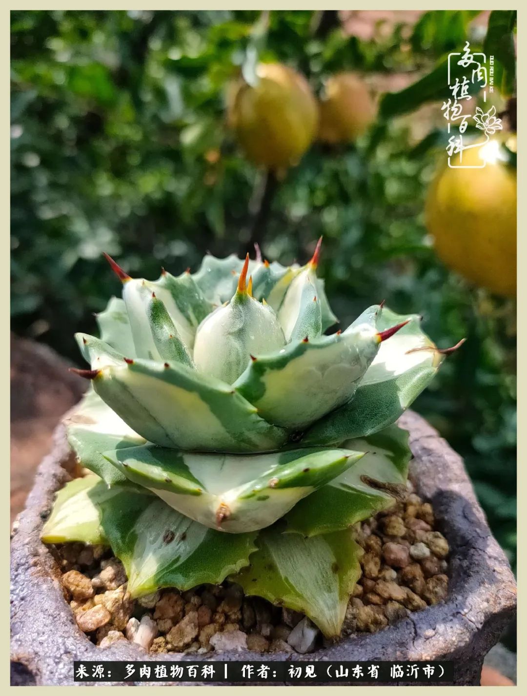 和多肉植物相伴,和多肉相处的心情