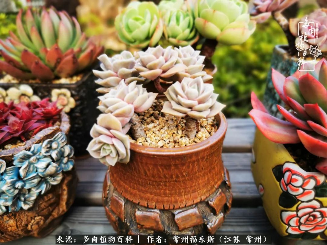 多肉是一处景物吗,多肉也有一道靓丽的风景