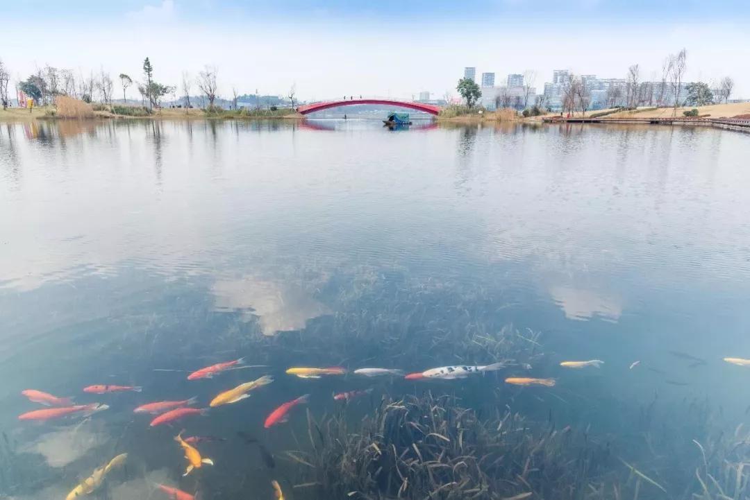 成都最有潜力的花园,成都是个大花园