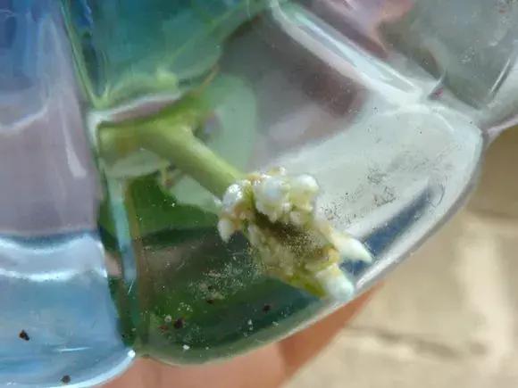 大水瓶扦插生根神器,室内用塑料瓶扦插生根最快方法