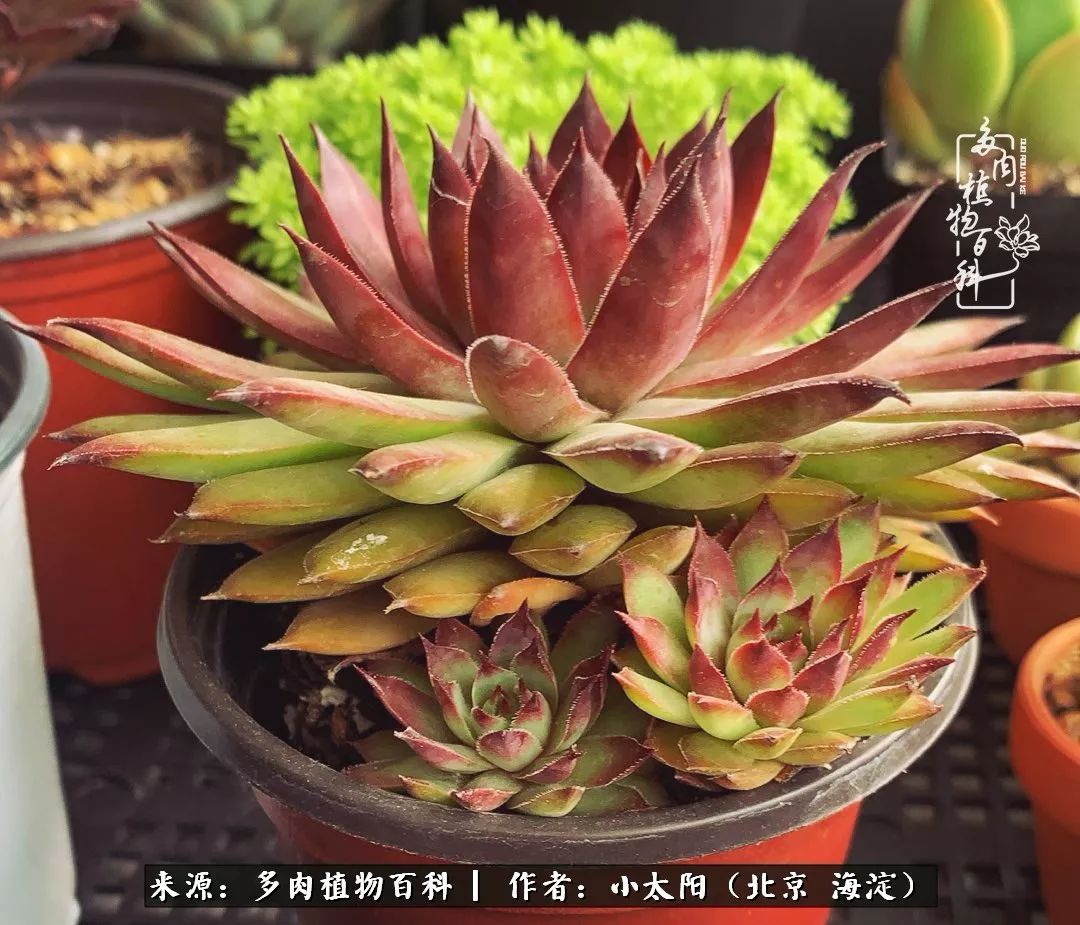 来自多肉的顽强生命力,与多肉朝夕相伴的美好时光