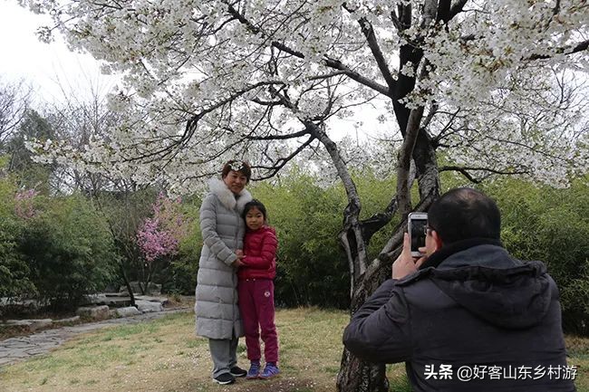 济南春季赏花自驾,济南踏青赏花新模式