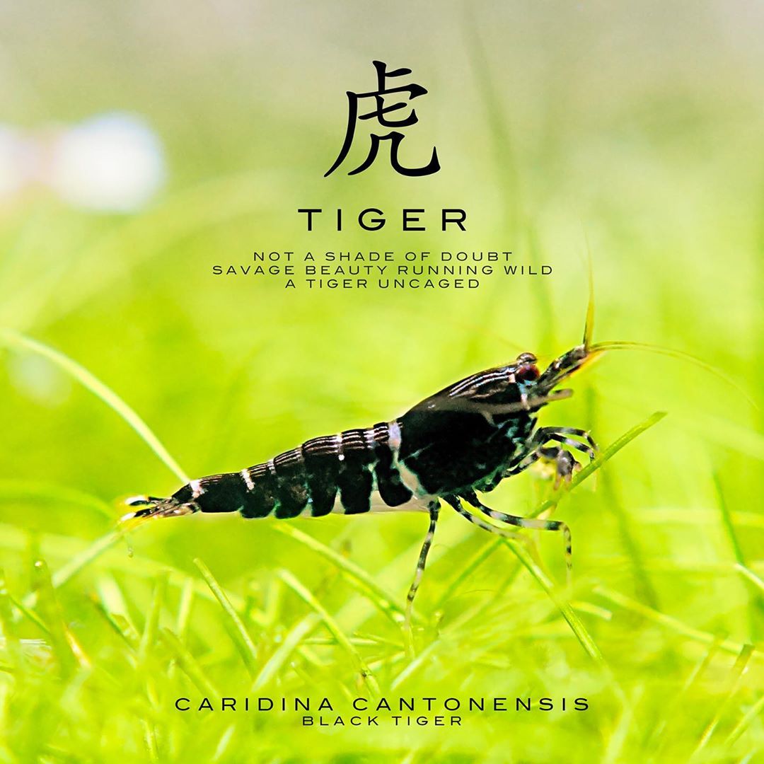 红花虎水晶虾如何养爆缸,如何让水晶虾快速繁殖