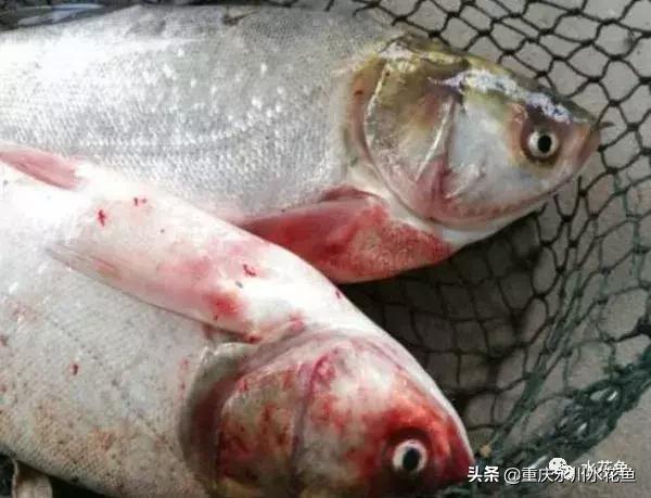 鱼出血病的防与治,鱼类出血性疾病