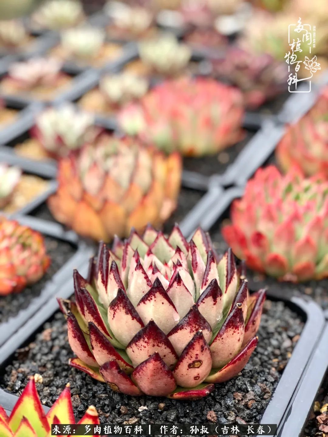 与多肉一起成长,与多肉相伴