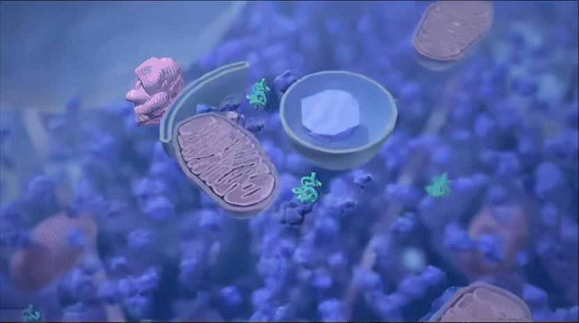 不吃早饭的危害间歇性断食,轻断食一天的好处和坏处