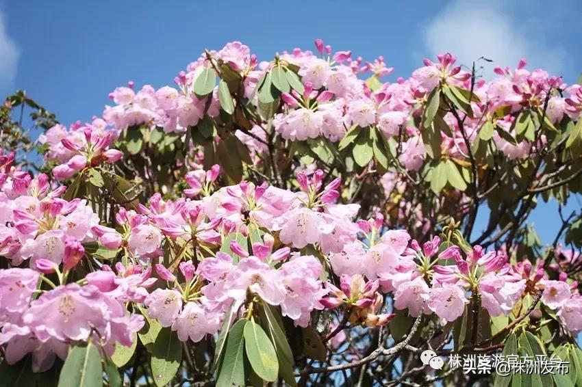 大家好，我叫炎陵，这是我的自我介绍，我想让你更懂我