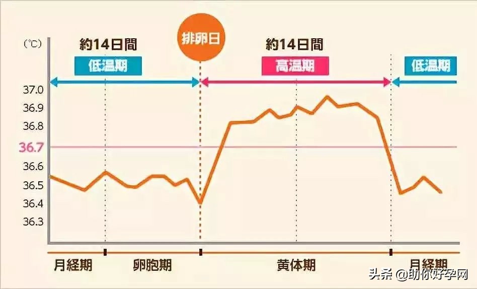 超全面的检测排卵的方法,让我们来教你如何检测!