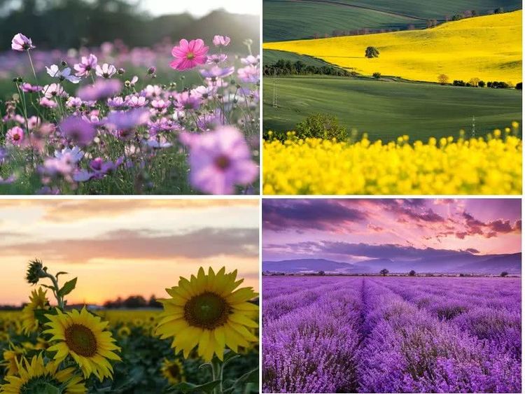 你家喜欢养的这种花居然有毒？不要放室内，更不要让小孩接触