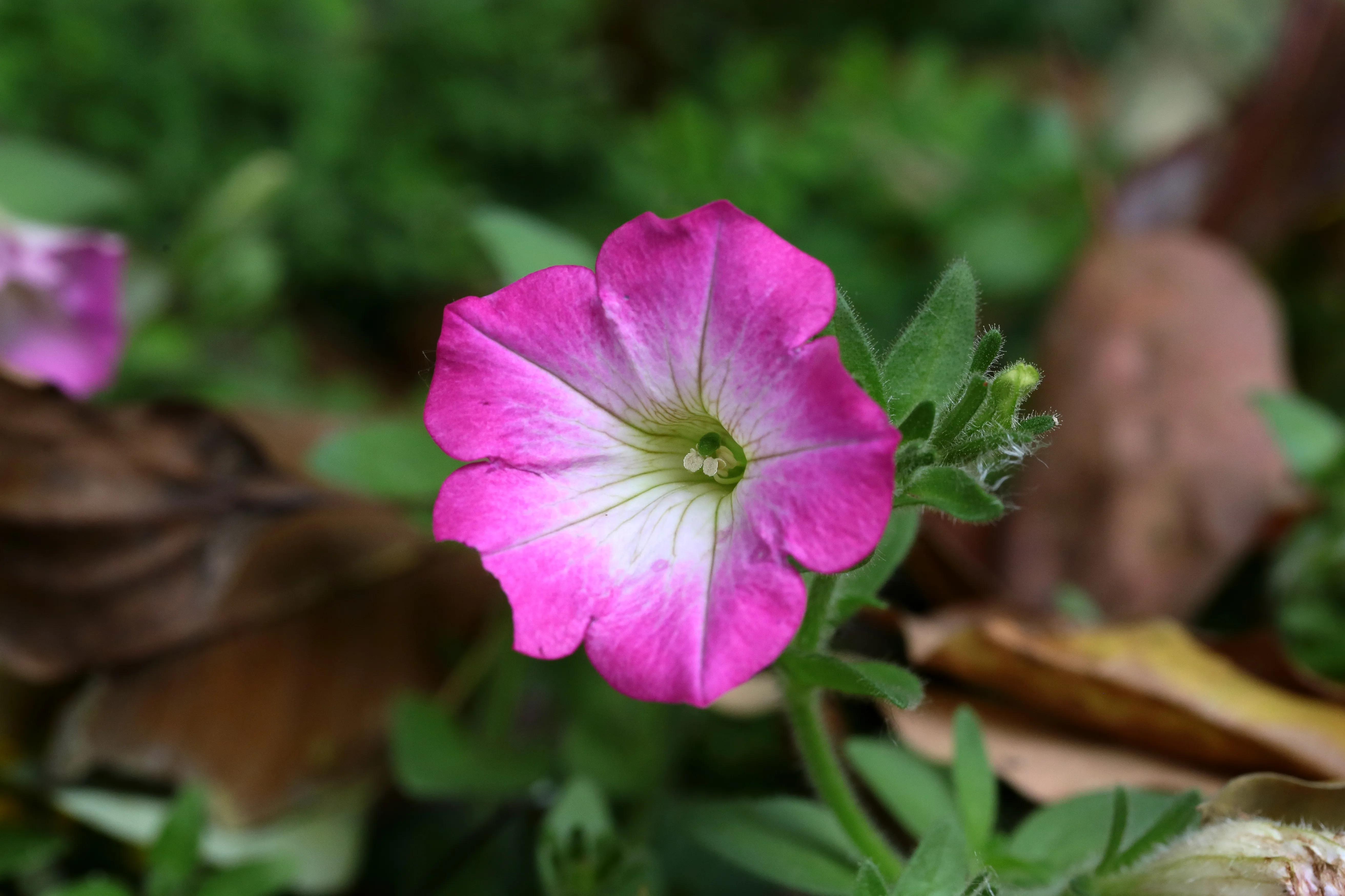 西溪湿地花朝节花草集（2）