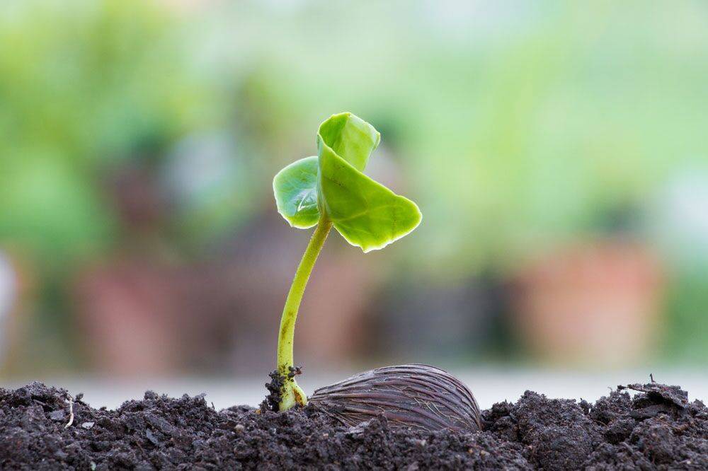 如何判断土壤的酸碱性,怎么判断土壤的酸碱性