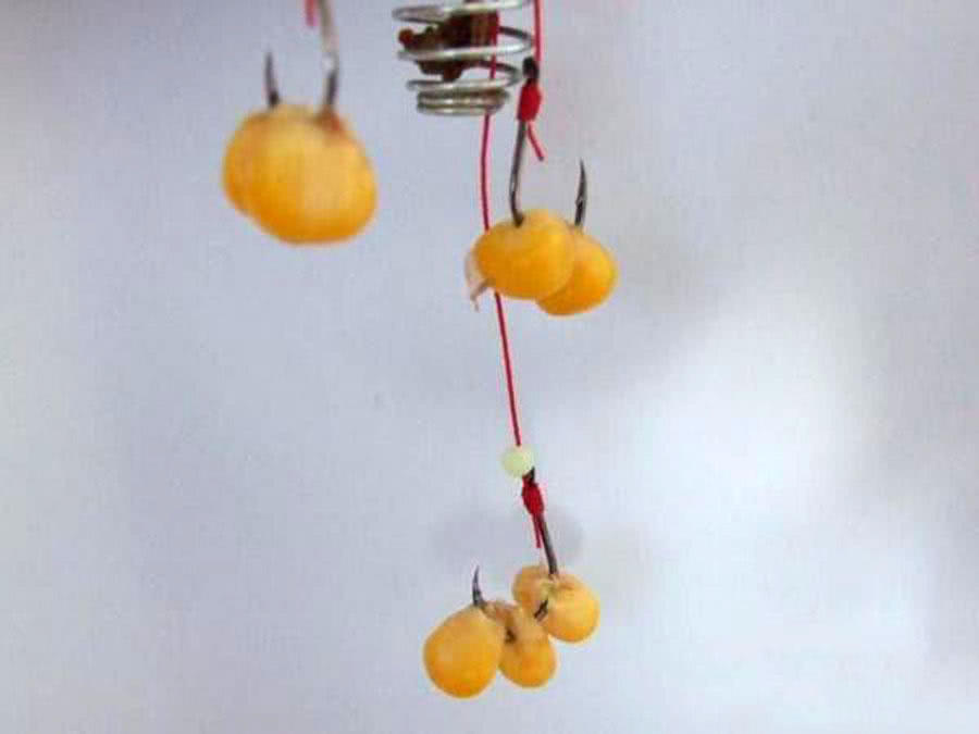 为什么都用玉米钓鱼,为什么用玉米一直钓到罗非鱼