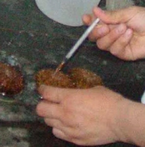 海胆的养殖,世界海胆养殖