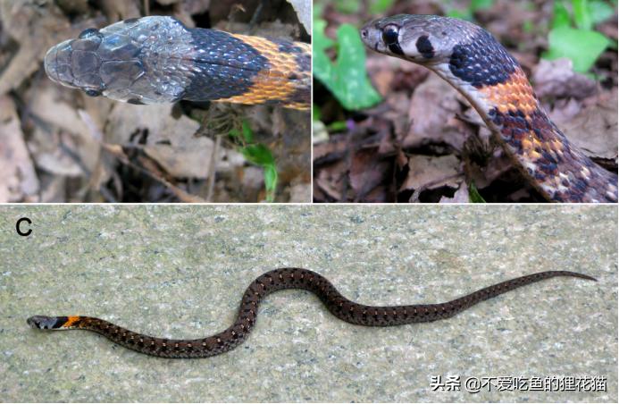 带你认识我国分布的劲槽蛇属蛇类，虎斑颈槽蛇遍布祖国大江南北