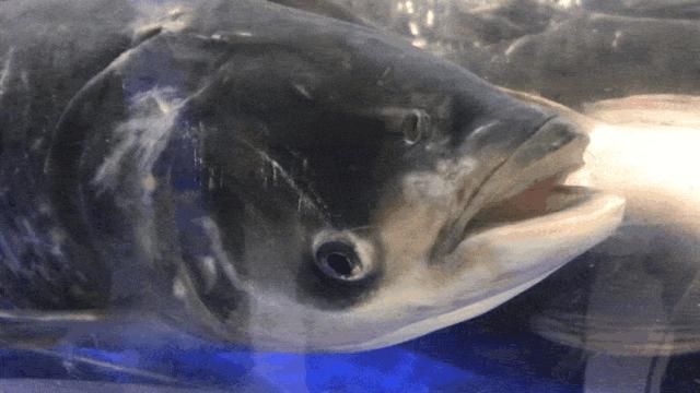 味寻千百度,阜阳这家渔锅好吃到爆!19.9抢购108元渔锅手慢无!