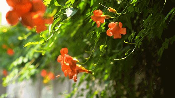 中华中学高中,中华中学