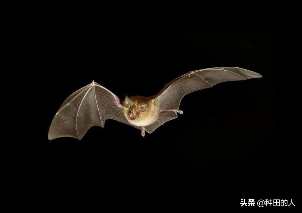 家里飞来一只蝙蝠什么意思,如果家里飞来一只蝙蝠怎么办