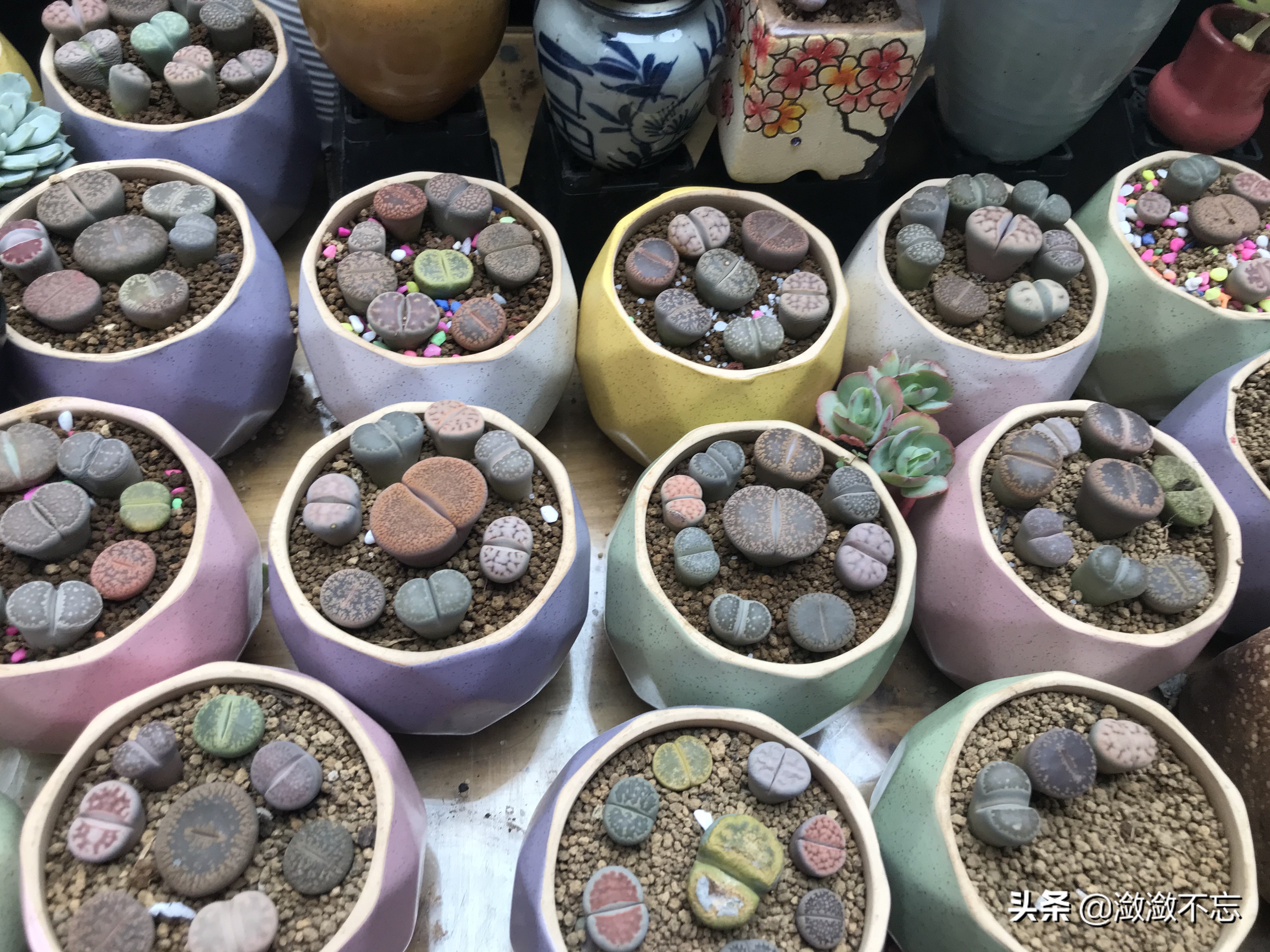 昆明哪里买花便宜又好,昆明斗南花卉市场怎么买花