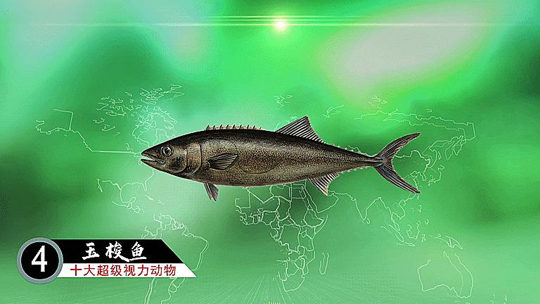 十大超级视觉动物,十二生肖视力很差的动物