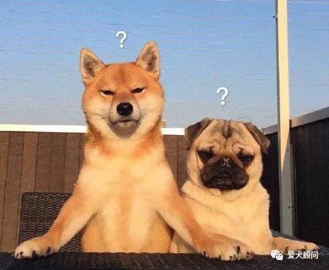 狗狗扰民被投诉怎么办？别慌！赶快学习这几种方法！