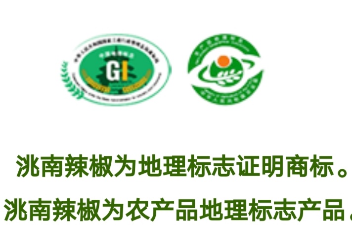 吉林洮南辣椒第一人,中国辣椒第一镇