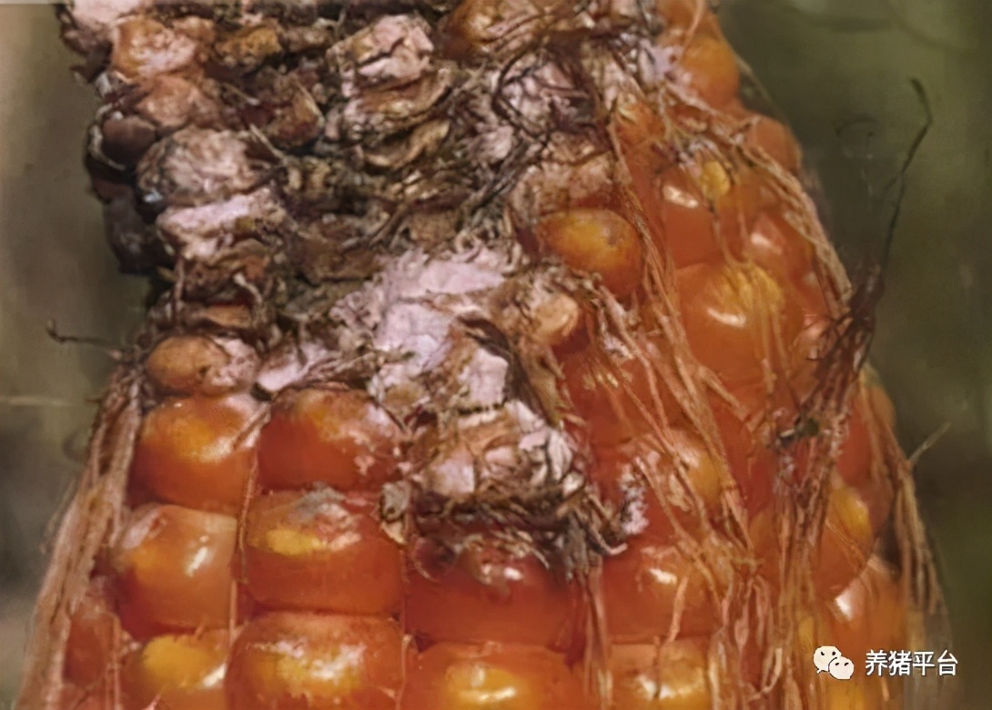 母猪毒素蓄积引起亚健康，导致一系列繁殖障碍，怎么解决？