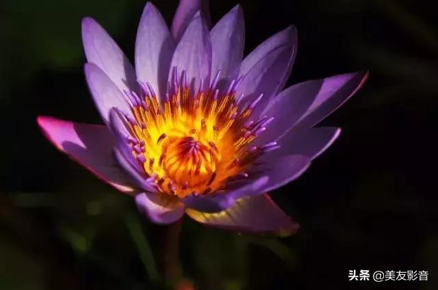 江南可采莲莲叶何田田全诗讲解,有关莲的古诗词大全