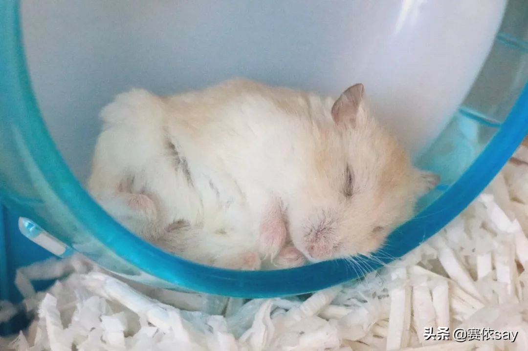 日本推主养了只小仓鼠，又团又圆的样子简直萌炸了！可爱到治愈！