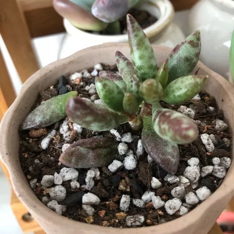 新手小白入坑多肉必看攻略,多肉新手入坑必备指南