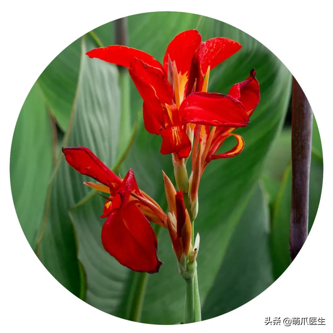 养了猫还适合养鹦鹉吗,养了猫还能养松鼠吗