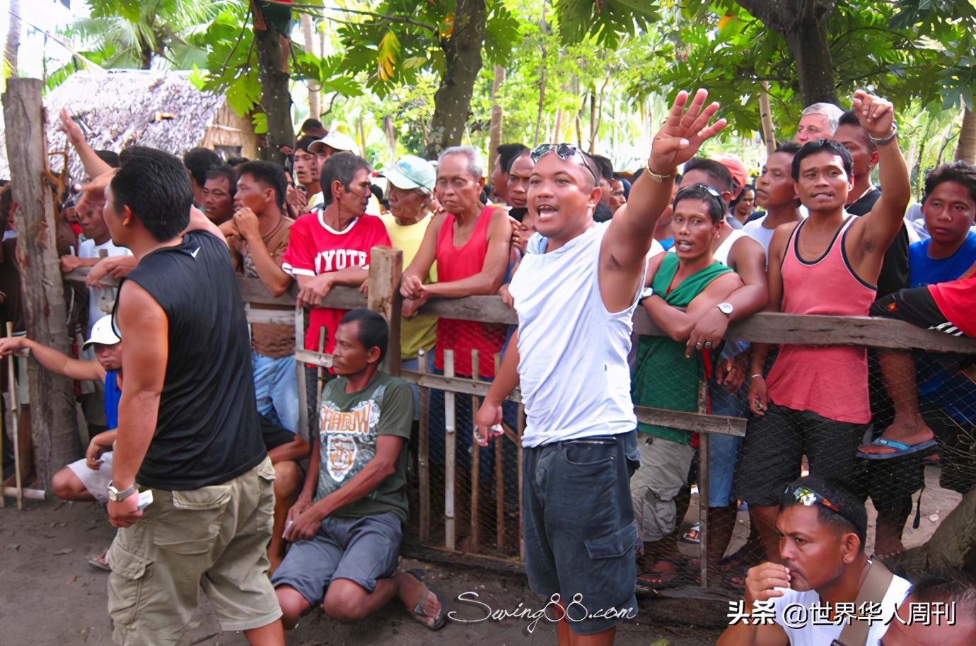 菲律宾一警察被一只公鸡杀死,斗鸡与菲律宾斗鸡打架