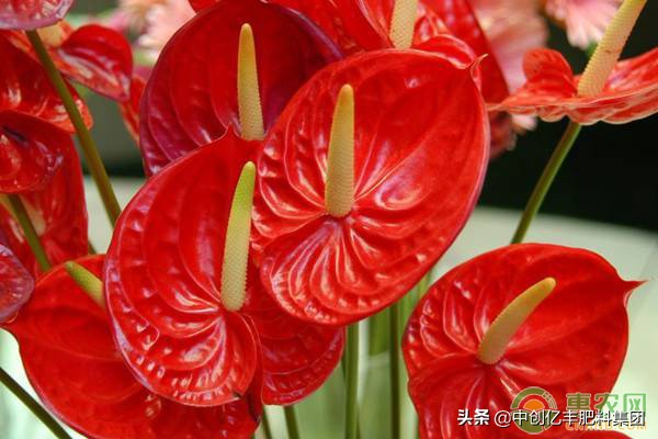 水培红掌叶子发黄快速补救方法,红掌叶子发黄全部剪掉会重新长吗