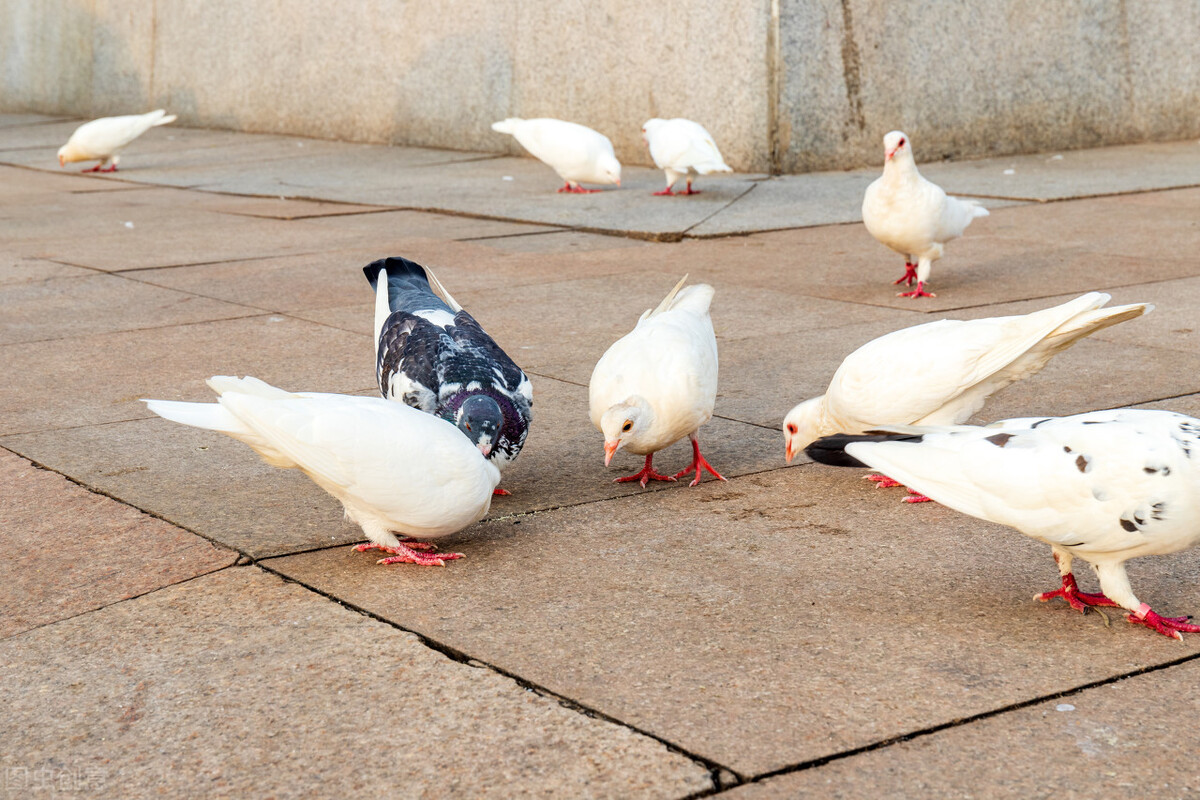 赛鸽病毒性嗉囊炎,信鸽嗉囊炎的症状和治疗