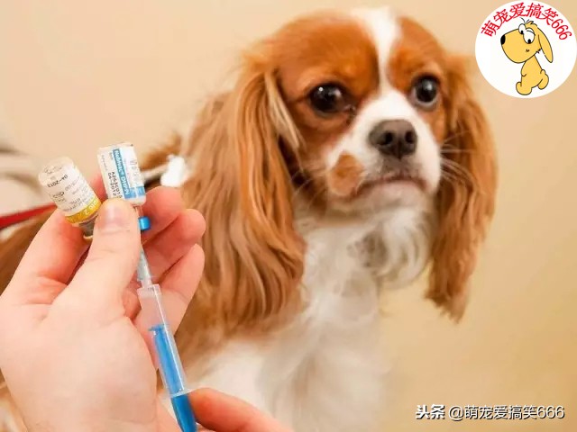 狗狗尿不出来呕吐怎么回事,狗狗早上呕吐白色泡沫怎么回事