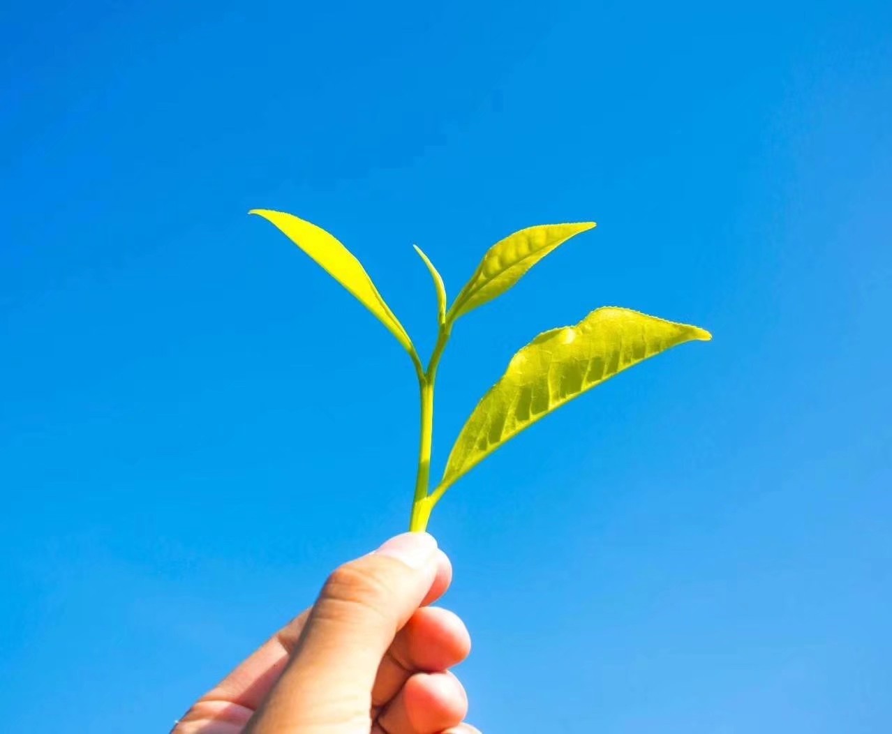 潮州凤凰单丛高香型雪片茶,潮州工夫茶凤凰单丛