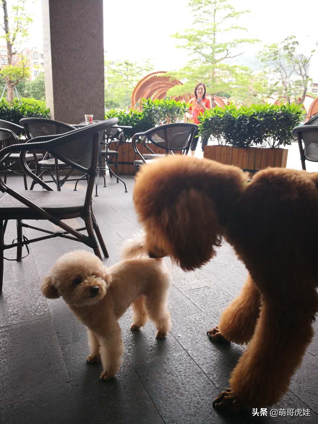 阿拉斯加和巨型泰迪哪个更大,标准巨型泰迪