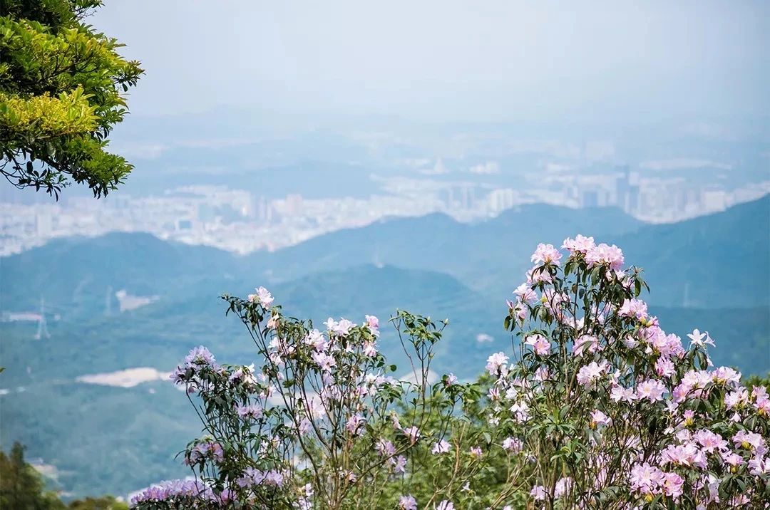 放假在深圳能去哪里玩,放假了可以去深圳的哪些地方玩