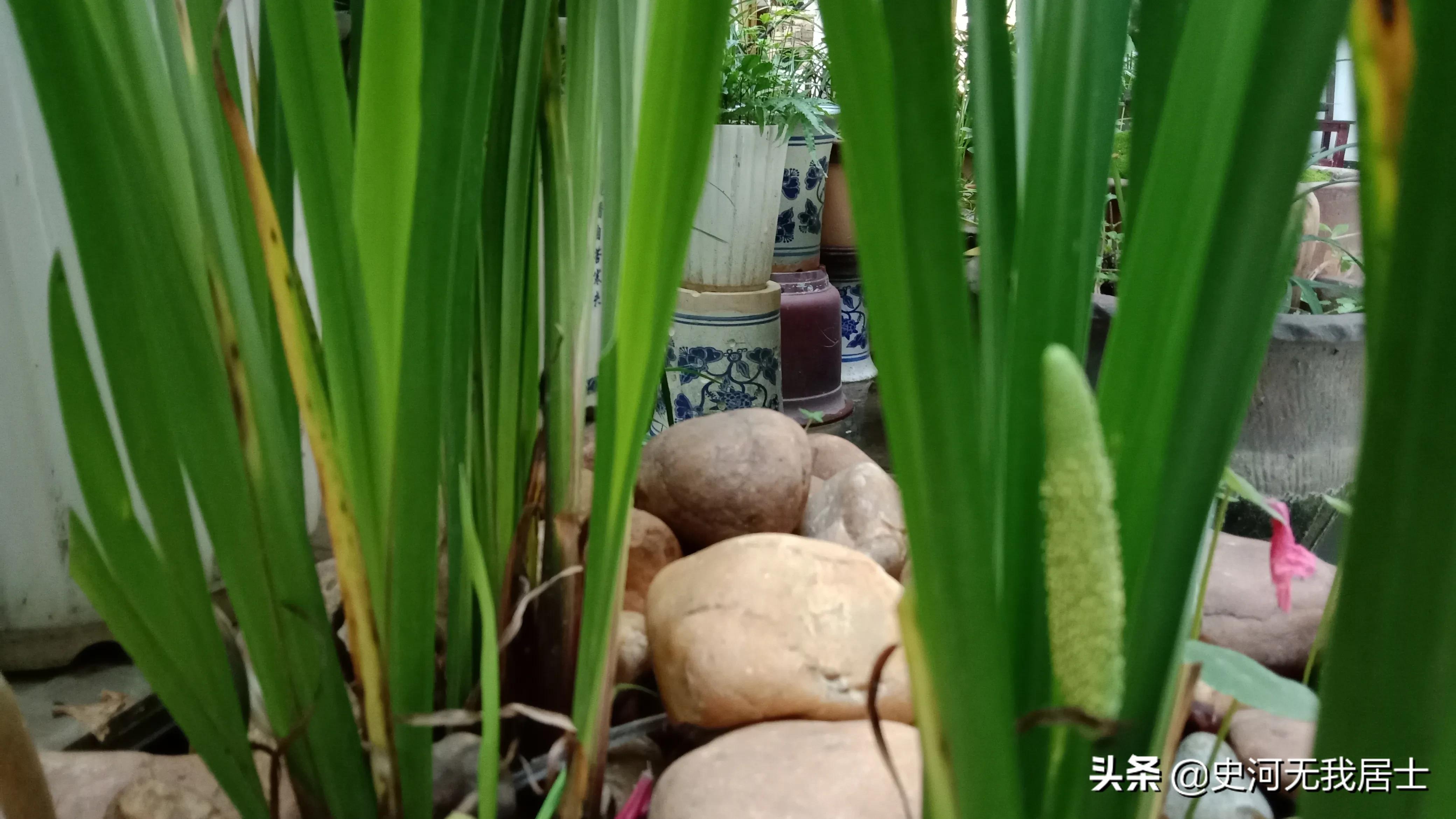 时光荏苒说的是紫苏吗,紫苏与时光荏苒