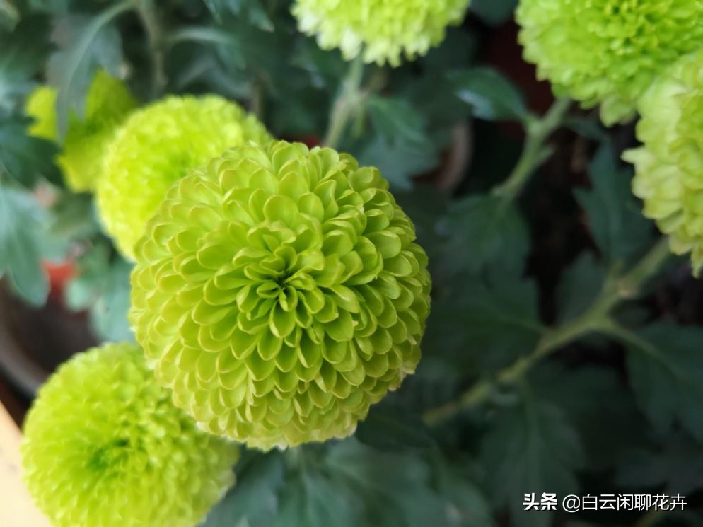 乒乓菊好美,乒乓菊需要阳光