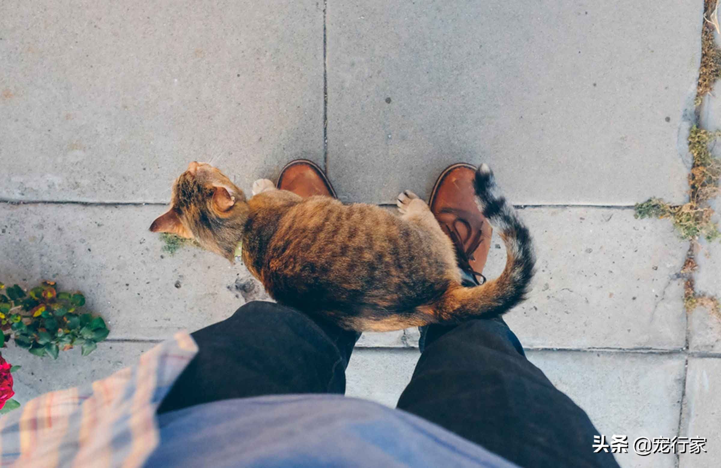 猫咪能反映出它的健康状况吗,猫咪有这些行为其实代表猫咪难过