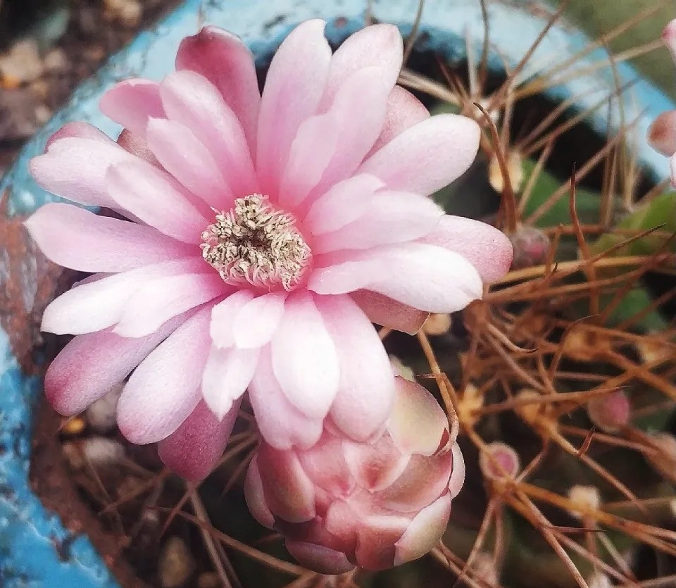 仙人球开花多盆栽品种大全,仙人球会开花还特别漂亮