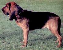 世上最罕见的狗品种图片,全世界狗品种视频